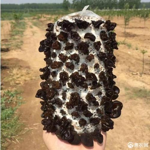 木耳菌种 菌包菌棒,平菇菌包没有坏菌,死菌无杂质的纯净黑平菇菌质量