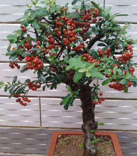 火棘做盆景,上盆养桩很关键,注意小细节,提高成活率