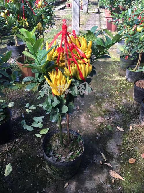 金华佛手盆栽 室内外庭院 阳台盆栽 金佛手树苗 带花苞发货 植物