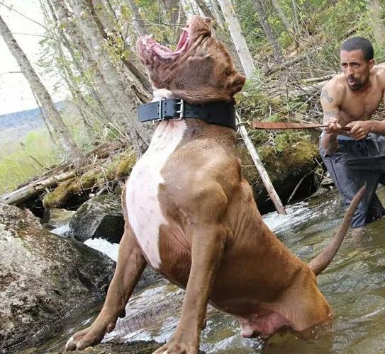 原创猛犬中的霸王级别,咬合力90kg的恶犬,美国人把它奉为民族精神
