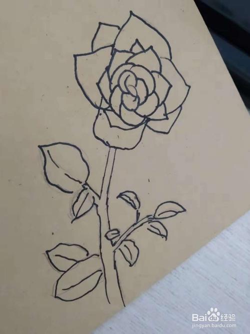 怎么画月季花分步骤