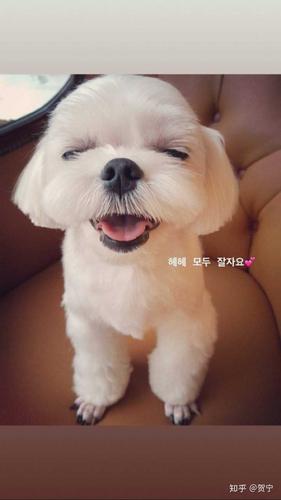 白色的马尔济斯犬,超级可爱的～ 珍妮养的是狗狗kuma