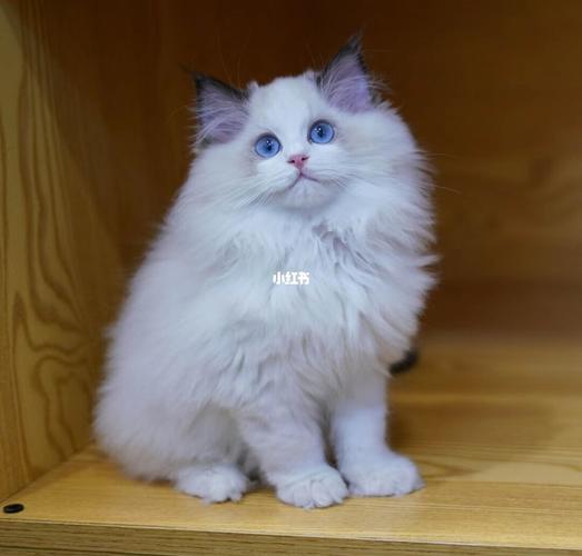 精品波斯系海双布偶猫「广州猫舍」_布偶猫_铲屎官_波斯系布偶_宠物