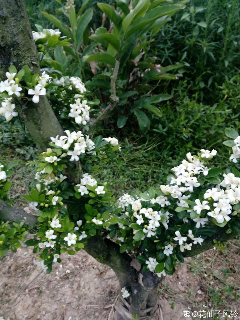 一棵山木香养十年,爬得满墙都是,花一开隔着老远都能闻到香味!