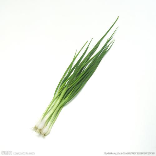 小葱图片