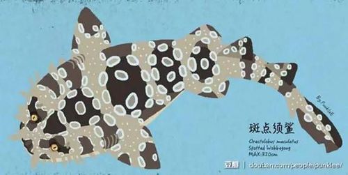 斑点须鲨(orectolobus maculatus),又称斑纹须鲨,长度可达3.2米.