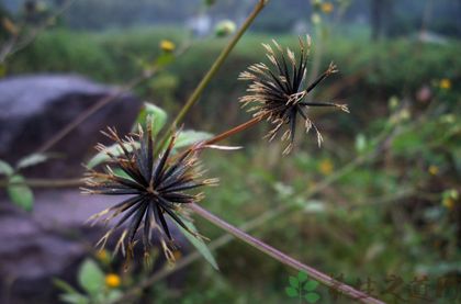 鬼针草的功效与作用鬼针草的药用价值