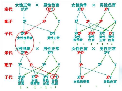 3伴性遗传 (2)红绿色盲的遗传方式 by bxb × x x p 女性正常 男性