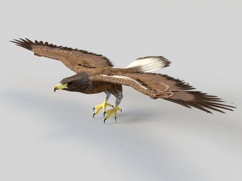 棕色老鹰(eagle)c4d模型
