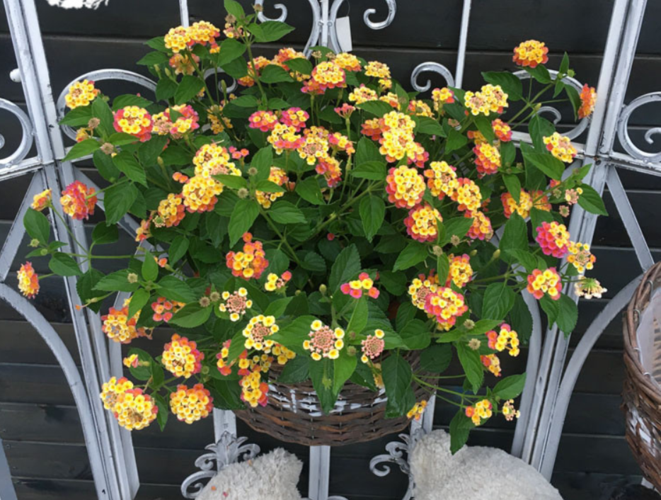 五色梅四季重瓣海棠花苗花种子苗花卉盆栽阳台花卉庭院绿植四季秋季易