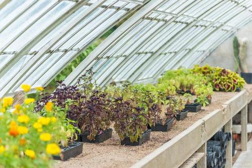 苗床,其实就是用于培育植物秧苗的小块土地.