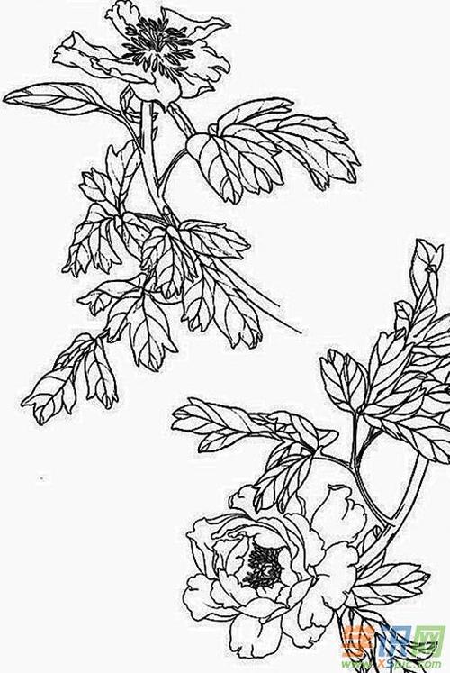 国画牡丹花鸟画图片_国画牡丹花鸟画精选