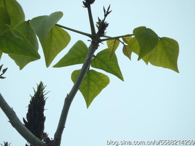1858.【乔木】刺桐(239)