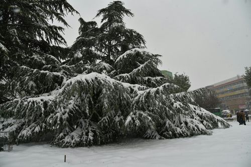 雪压青松
