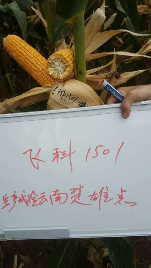 昊玉种业新品种昊玉501