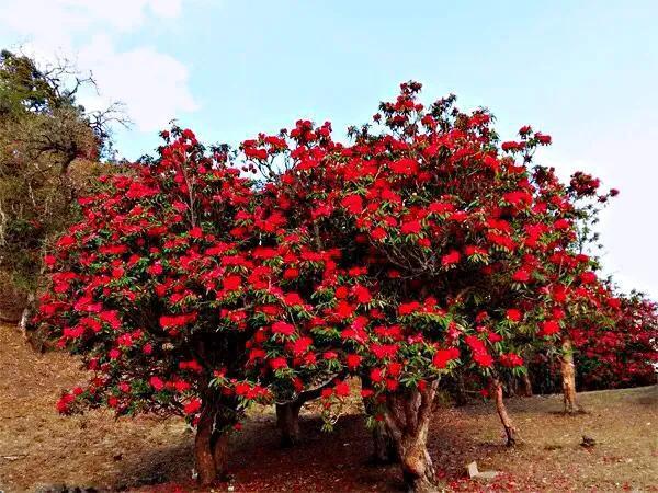 马缨杜鹃简介|灌木|乔木|花朵_网易订阅