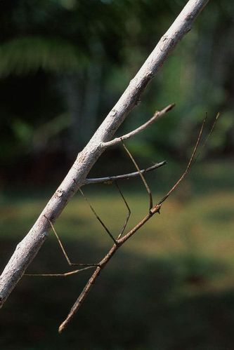 竹节虫目·竹节虫总科:竹节虫
