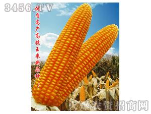 玉米-金玉98-广州农宝种子有限公司|火爆农资招商网【3456.tv】