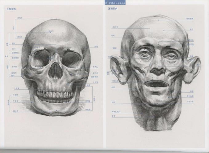 巴比松寒假骷髅头作业