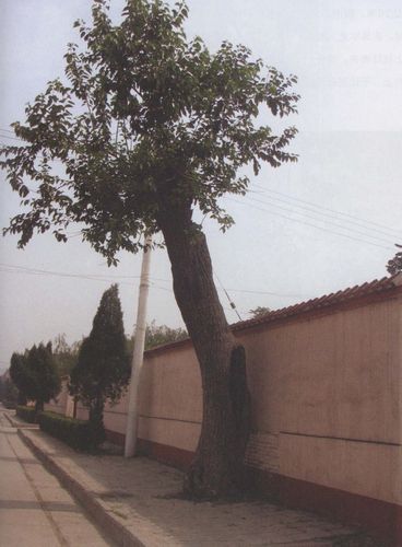 柿宾大桑树