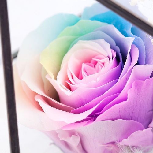 春舞枝 七彩玫瑰玻璃钻石花房 保鲜花干花 鲜花快递