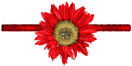 【挂件-装饰及分隔线素材篇】精美艳丽的大朵花卉分隔