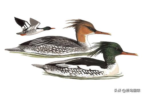 在《亚洲鸟类图鉴》一书中可以看到古尔德的中华秋沙鸭手绘图