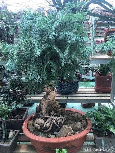 澳洲杉:它摆放的两大规矩,您真的懂吗?