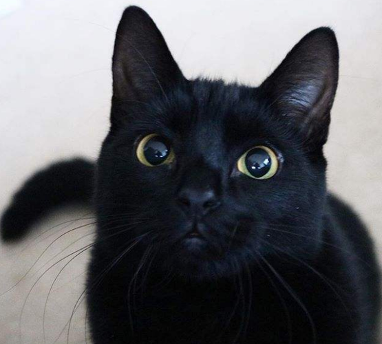 行走的黑白双喵,暗夜的精灵,黑猫:你看不见我看不见我