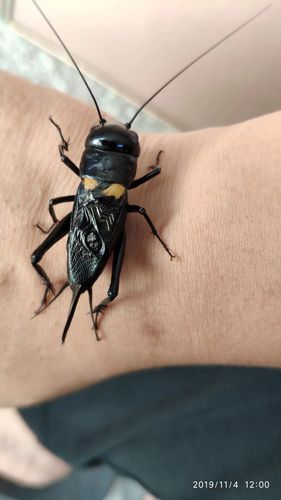 55双斑蟋蟀种公