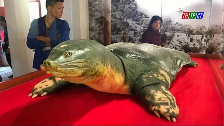 全世界最濒危的巨鳖,迎来了久违的好消息