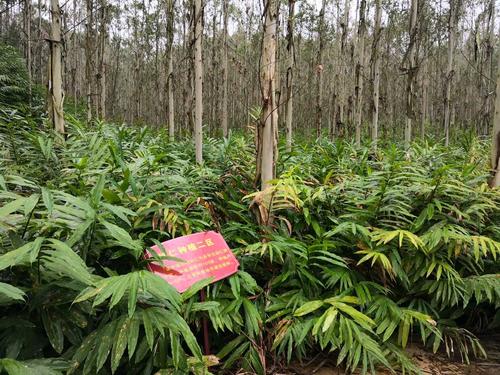 桉树林下大有文章 -----扶绥县中东镇新灵村林下经济