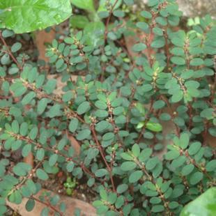 纯正中药材草石蚕 泽兰根 地蚕 土冬虫草 土虫草 白虫草干品货