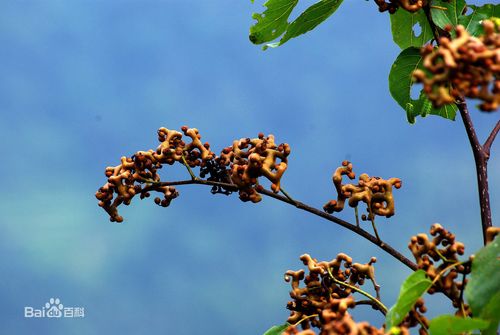 枳椇   拉丁学名   hovenia acerba   别    称   拐枣,鸡爪树,鸡爪果