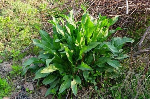 农村人的"野菠菜",穷人曾靠它保命,殊不知根部更是"