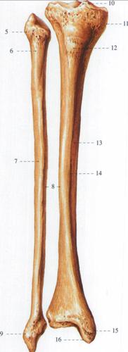 82胫骨和腓骨前面观
