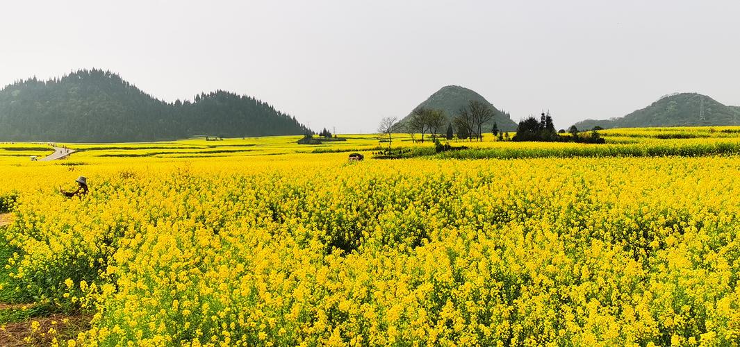曲靖市罗平油菜花