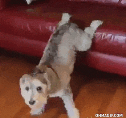 跳舞的动物们,这舞蹈跳的也是蛮溜的