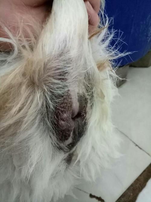 狗狗肛门旁边的包是什么?