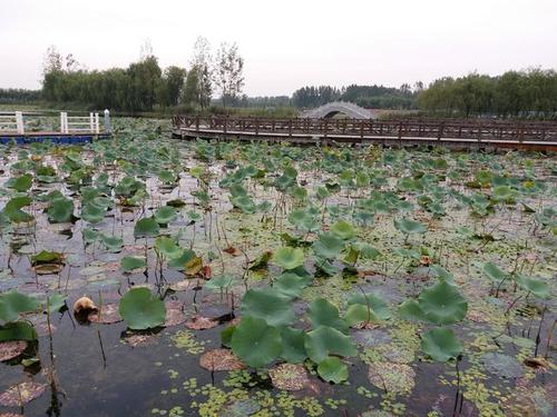 自驾好客山东十三,微山湖
