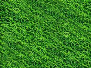 天然螺旋藻的功效与作用