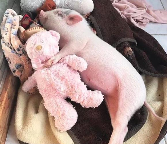 猪瓦狗 猪朋狗友 指猪骂狗, 牧猪奴戏, 一龙一猪, 泥猪癞狗, 猪卑狗险