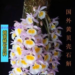 黄贝壳石斛