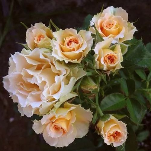 花漾河谷 古董蕾丝antique lace 荷兰微型月季 波浪花边