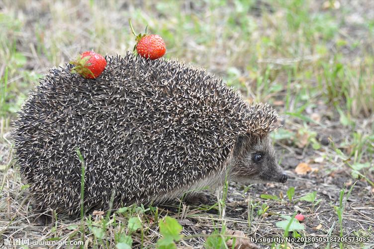 刺猬摄影图__野生动物_生物世界_摄影图库_昵图网.