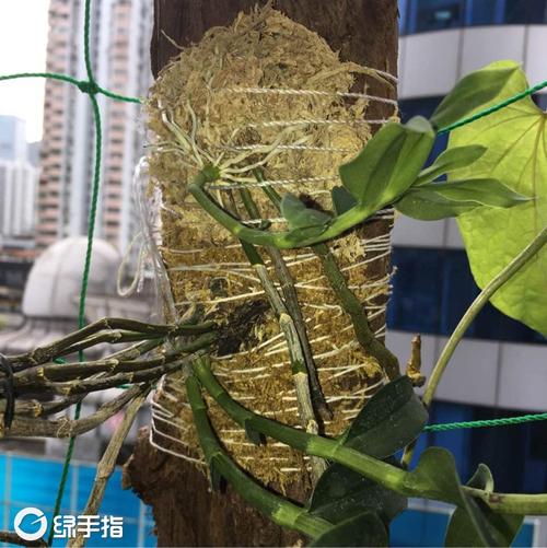 我新添加了一棵黄贝壳石斛到我的花园