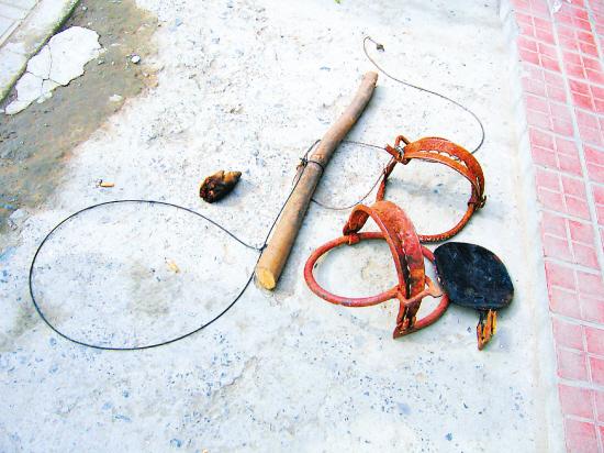 11月25日在美女峰发现的野猪夹