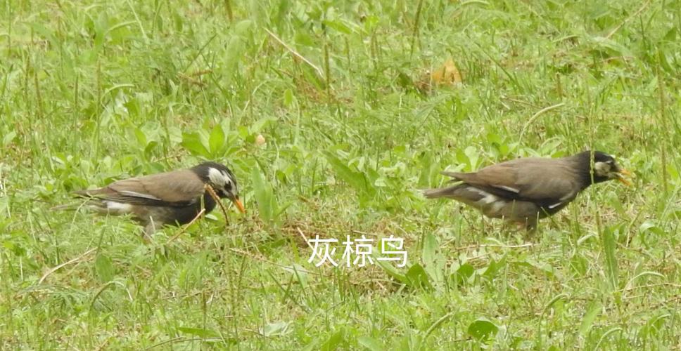 徒步时听的几种鸟雀叫声