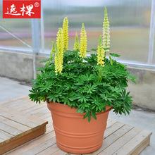 进口羽扇豆花种子盆栽矮生四季种多年生宿根鲁冰花种子耐寒耐寒