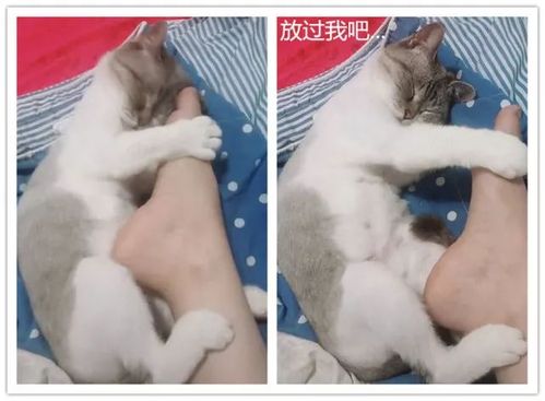 英短猫抱主人臭脚丫子睡觉偷偷拿开还不乐意了你就放过我吧